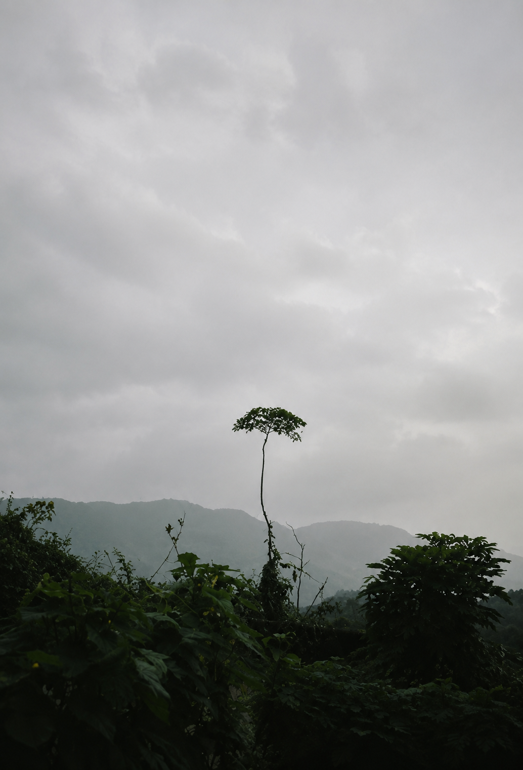 Single tree on a misty forested hillside